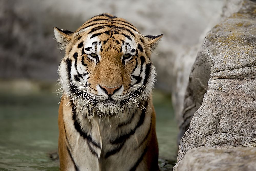 Large predators like tigers are often said to be "on top of the food chain". 