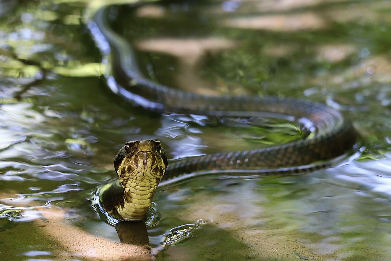 A Cottonmouth Viper (Water Moccasin) slithering through water.